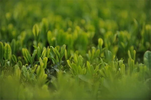 自然派パティオで夏の悩み解決！虫除け植物8選と配置のコツ