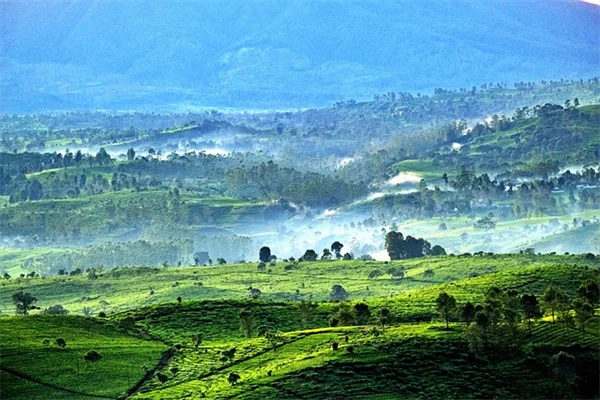 アジサイの葉が黄色い？さびた釘より効く本当の対策