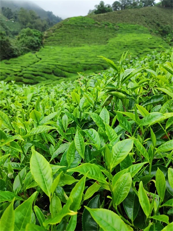 ベゴニアの植え替え、タイミングと手順を徹底解説！成功するコツは？