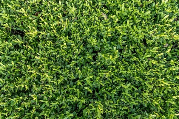 サンセベリアの光量の目安と即実践できるトラブル対処法をプロが解説