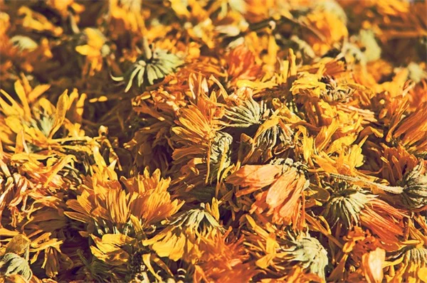 日陰のバスルームに最適！窓なしでも育つ観葉植物8選