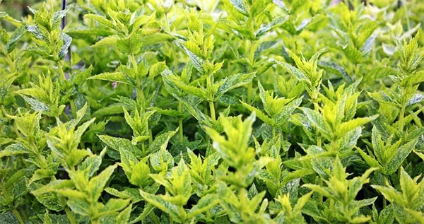日阴の砂地でも植物は育つ！私が成功した5つのコツ